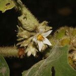 Solanum candidum