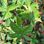 Rubus divaricatus Leaf