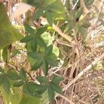Ipomoea cairica ഇല