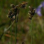 Carex divisa Flower
