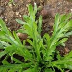 Plantago virginica Blatt