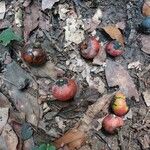 Diospyros polystemon Meyve