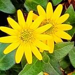 Sanvitalia procumbens Fula