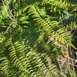 Polystichum munitumFulla