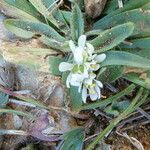 Allium chamaemoly Floro
