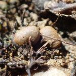 Marsilea strigosa Fruit