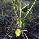 Lomatium triternatum Habit