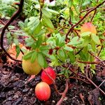 Vaccinium macrocarpon Hábitos