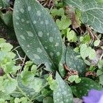 Pulmonaria affinis Likasa