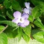 Episcia lilacina Flor