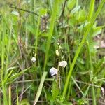Asystasia intrusa Kwiat