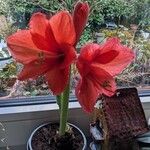 Hippeastrum reginae Blodyn