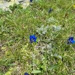 Gentiana alpinaVirág