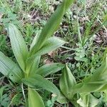 Orchis × spuria পাতা