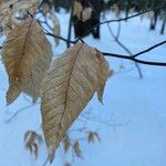 Fagus grandifoliaLeaf