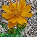 Trollius chinensis Fleur