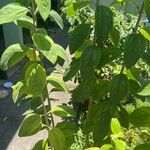 Lippia alba Foglia