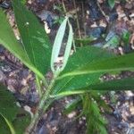 Manilkara bidentata Leaf