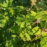 Leonurus quinquelobatus Hoja