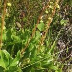 Orthilia secunda Blomma