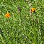 Crepis aurea Žiedas