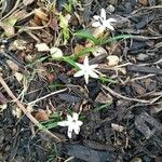 Chionodoxa luciliae Flower