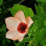 Linum grandiflorum Flor