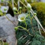 Saxifraga squarrosa Floare