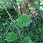 Smilax rotundifolia Leaf