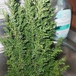 Juniperus chinensis Folha