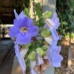 Thunbergia grandifloraFlor