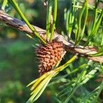 Pinus virginiana Fruit