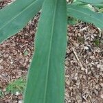 Hedychium coccineum Liść