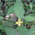 Ludwigia erecta Blüte