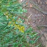 Solidago virgaureaFlower