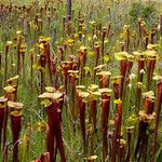 Sarracenia flava Habitatea