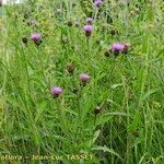 Centaurea decipiens Hábito