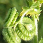 Medicago rugosa Fruit