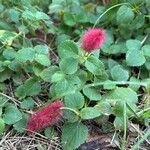Acalypha herzogiana Květ