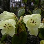 Rhododendron campylocarpum ശീലം