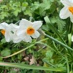 Narcissus tazetta Pokrój