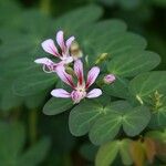 Bauhinia yunnanensis Fleur