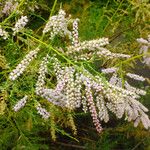 Tamarix chinensis Blüte