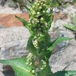 Verbascum lychnitis Flower