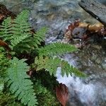 Polystichum setiferum Leaf