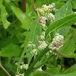 Chenopodium ficifolium Kukka