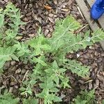 Salvia abrotanoides Leaf