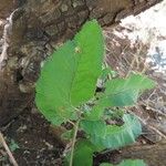 Pappea capensis Folla