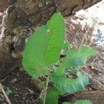 Pappea capensis Feuille