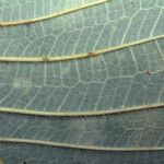 Ficus gomelleira Leaf